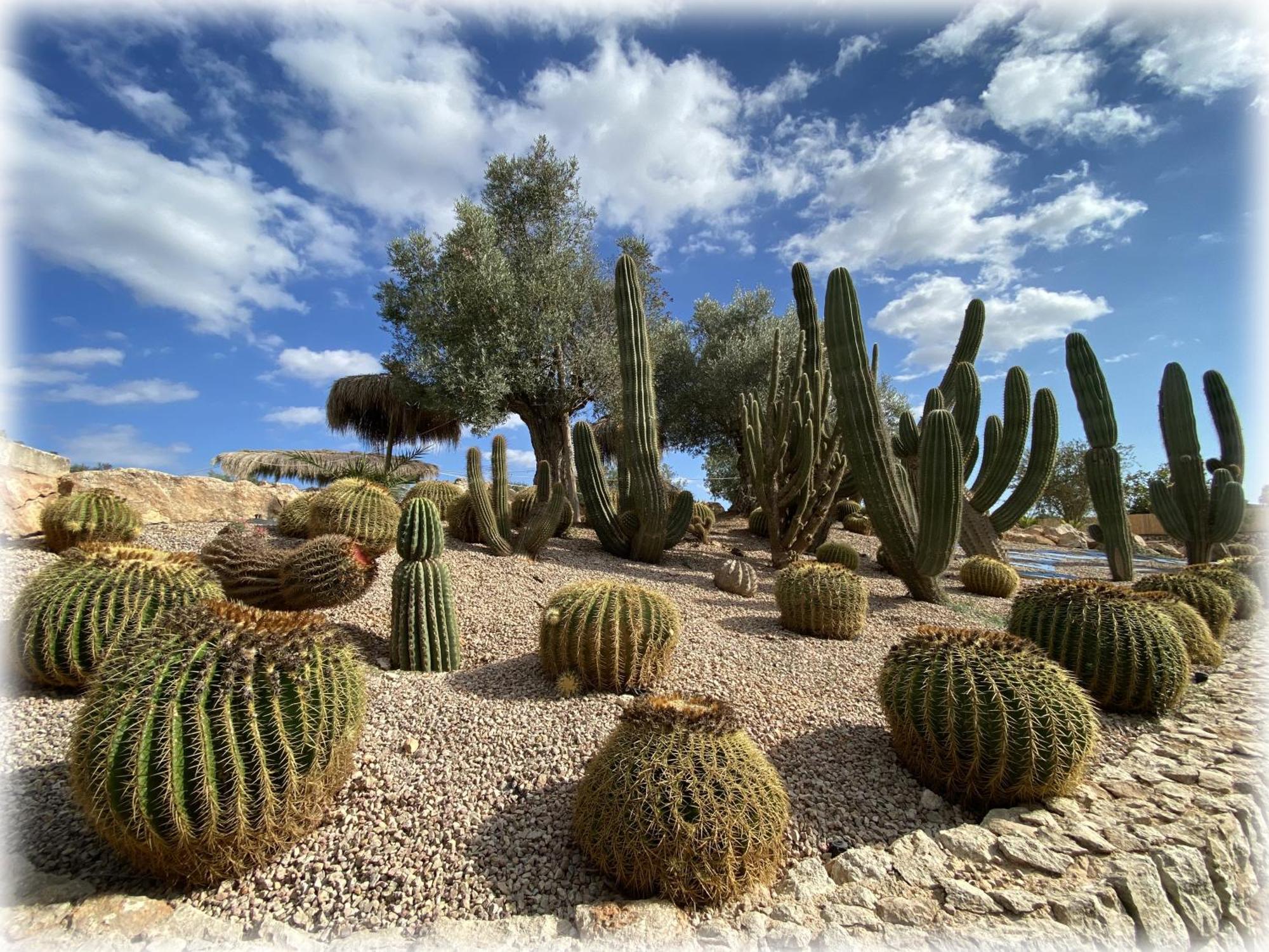 קמפוס Agroturismo Es Gallicant מראה חיצוני תמונה