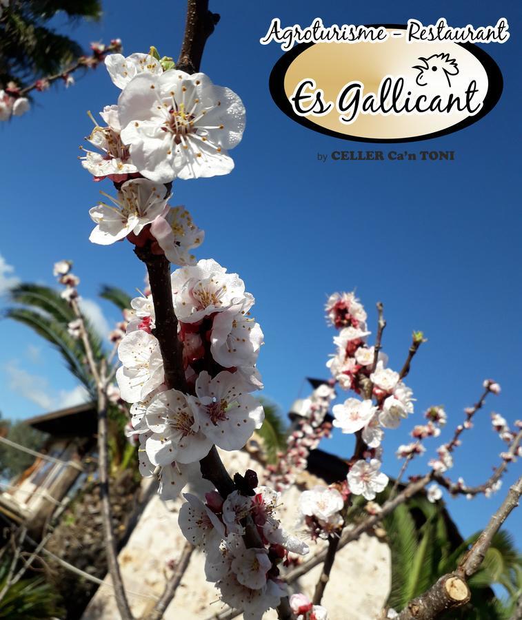 קמפוס Agroturismo Es Gallicant מראה חיצוני תמונה